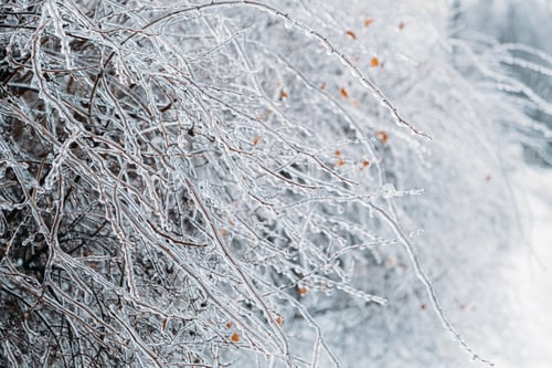 Preview: Freezing Rain, Icing Hazards. Frozen tree branch in winter city. Icy tree branches close-up. Icing