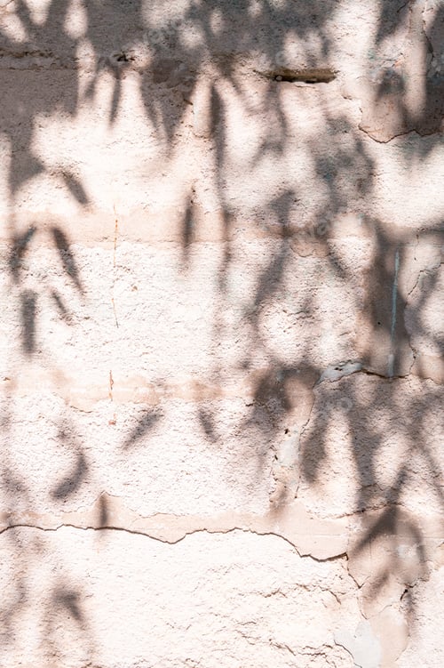 Preview: abstract of shadow tree on cement wall for background used. vintage tone