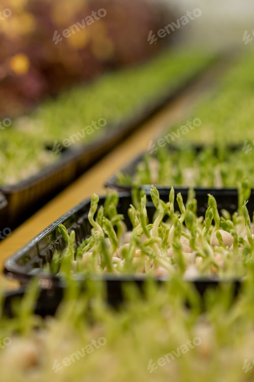 Preview: growing microgreens organic farming concept of pea germination rows of sprouts healthy eco food