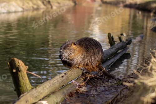 Preview: Nutria, Myocastor coypus or river rat the wild near the river