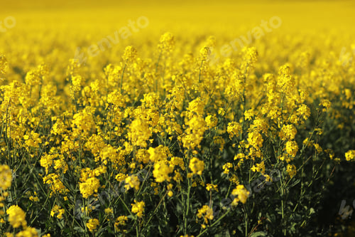 Preview: Flowering, bright yellow oilseed rape, Brassica napus, field. Spring on a farm. Agriculture.