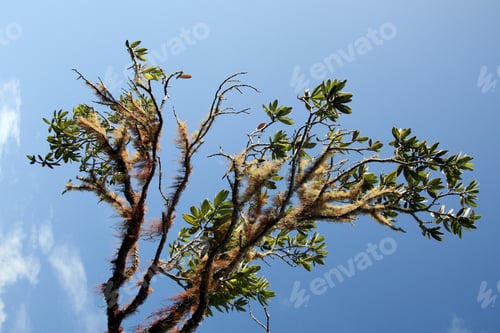 Preview: Rangitoto Island, New Zealand