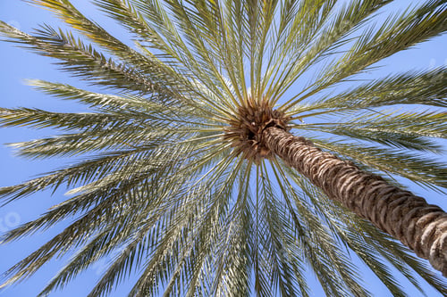 Preview: Date palm tree over blue sky during the day in Abu Dhabi, UAE. Tropical paradise.