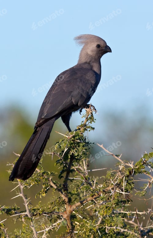 Preview: Grey Lourie or Go Away Bird