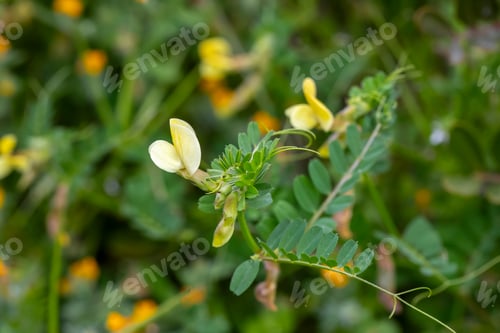 Preview: Yellow Flowers and Greenery in Natural Setting