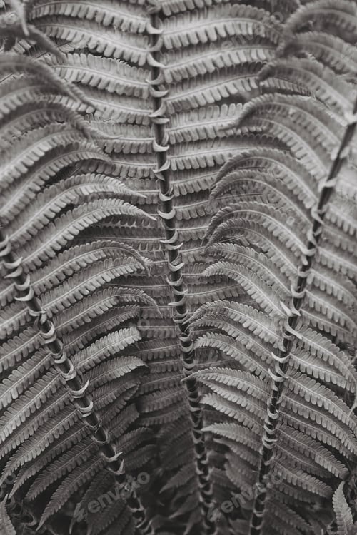 Preview: grey fern leaves. Top view. Nature background.