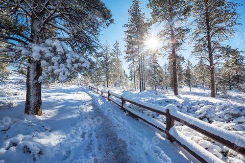 Preview: Winter forest