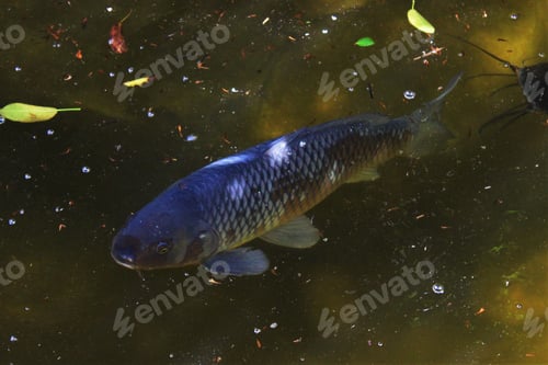 Preview: High angle shot of a beautiful muskellunge swimming in a green water