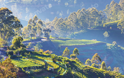 Preview: Fields on Sri Lanka
