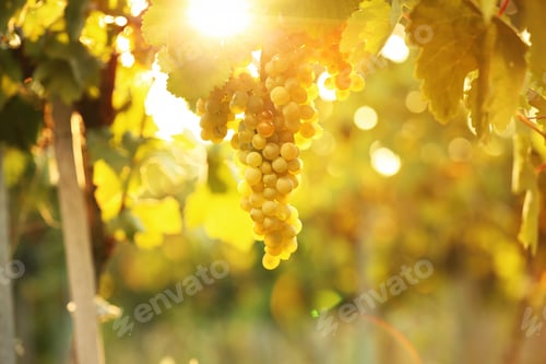 Preview: Bunch of fresh ripe juicy grapes against blurred background