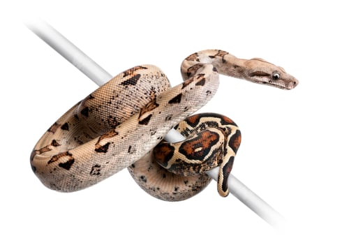 Preview: Boa constrictor imperator against white background