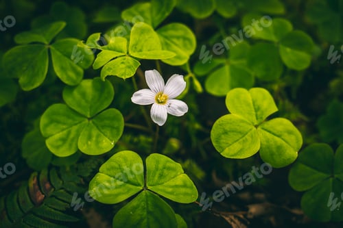Preview: One white flower in the see of green. Beautiful Background