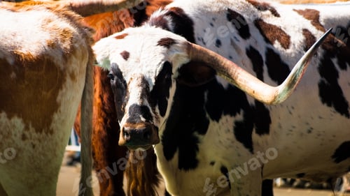 Preview: Texas longhorns