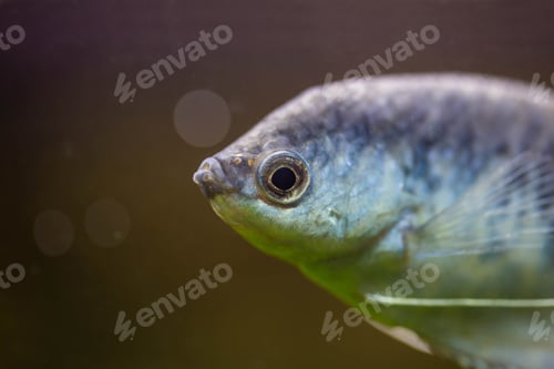 Preview: Freshwater aquarium fish
