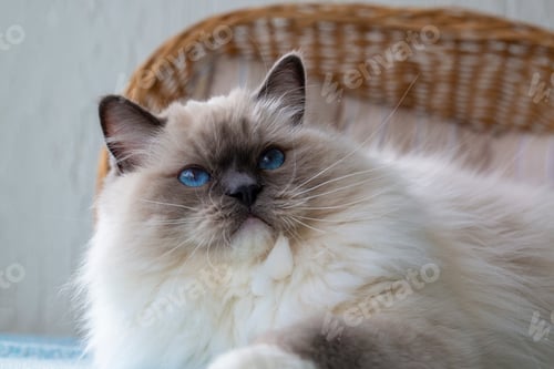 Preview: Cute pet ragdoll cat. Pet animal.