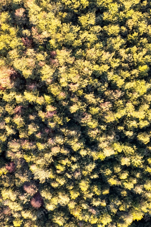 Preview: Aerial photographic shot of a poplar forest in autumn