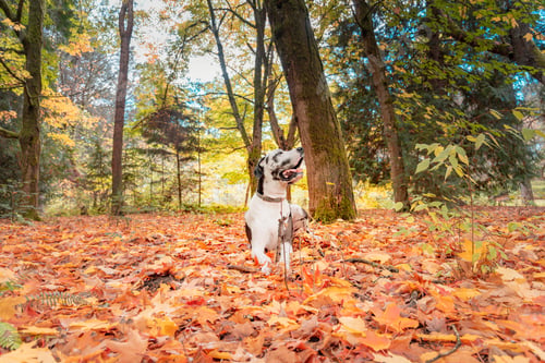 Preview: Dog laying in autumn leaves