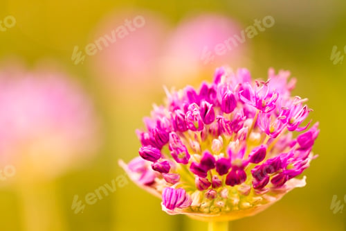 Preview: Garden in bloom