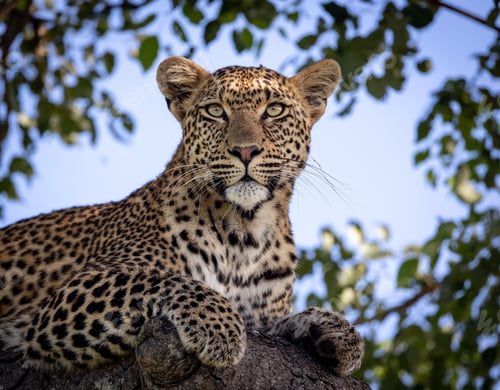 Preview: A close-up of a female leopard in a marula tree, Panthera pardus, staring up.