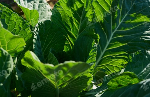Preview: The green vegetable leaves with sunlight