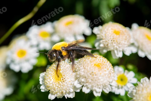 Preview: Bee Pollinating on White Daisies in a Vibrant Garden with Bright Sunlight and Soft Bokeh Background