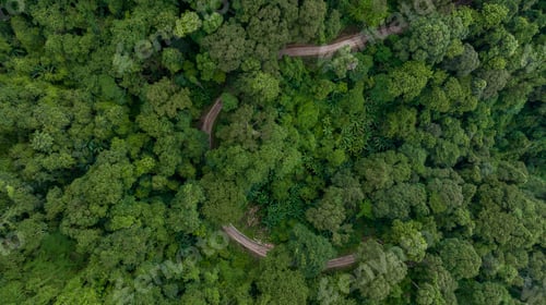 Preview: Aerial top view rural road in the green forest, Top view country road and green forest tree.