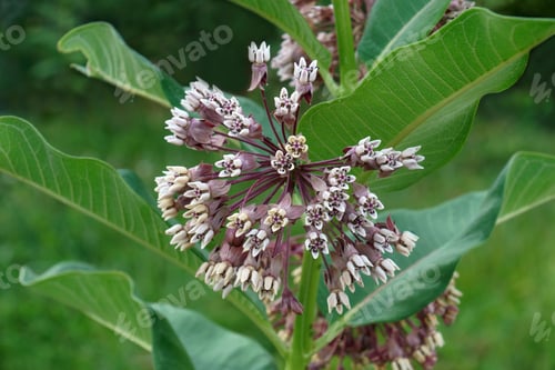 Preview: Common Milkweed (Asclepias Syriaca). Called Butterfly Flower, Silkweed, Silky Swallow-Wort And