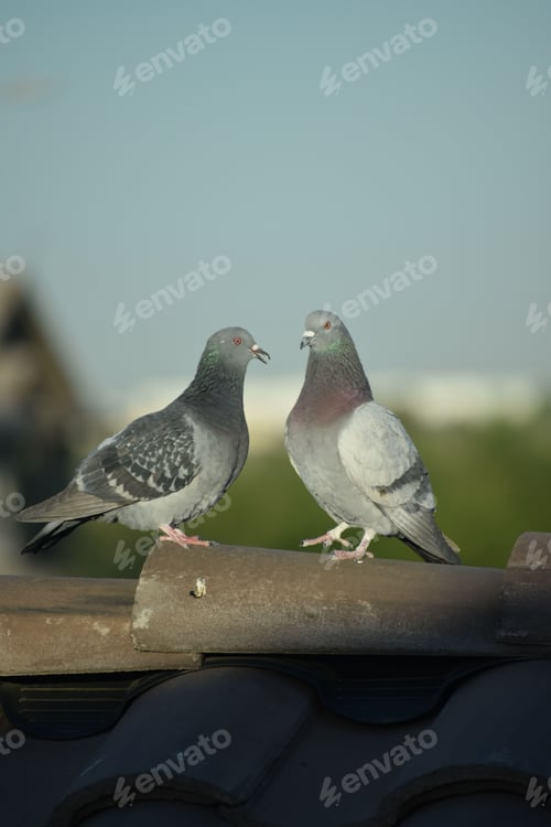 Preview: Two pigeons perched on a roof