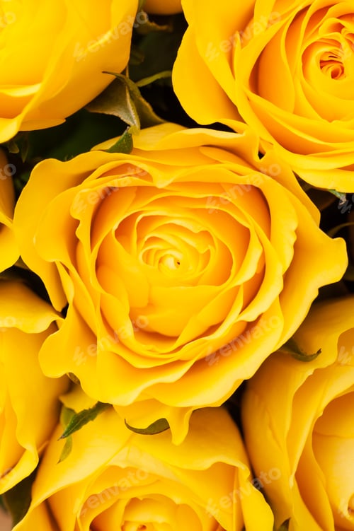 Preview: Yellow roses background