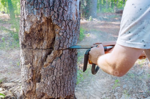 Preview: Forest worker saws down an old, damaged large tree with a chainsaw during sanitary pruning