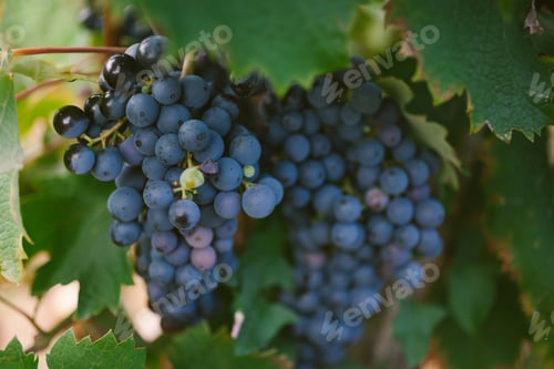 Preview: Ripe grapes on a branch