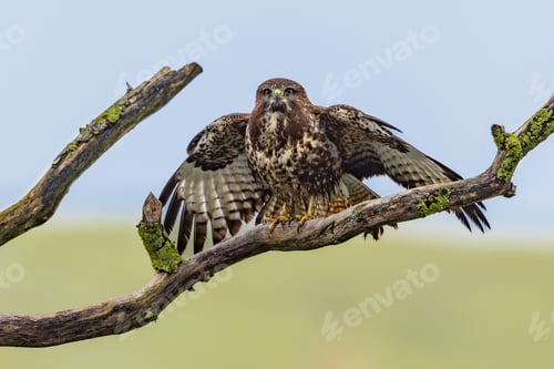 Preview: Common buzzard drying wings on tree