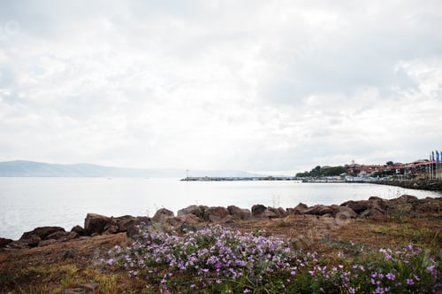 Preview: Sunrise and violet flowers on the coast of Nessebar, Bulgaria.