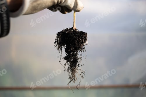 Preview: vegetable root covered with soil