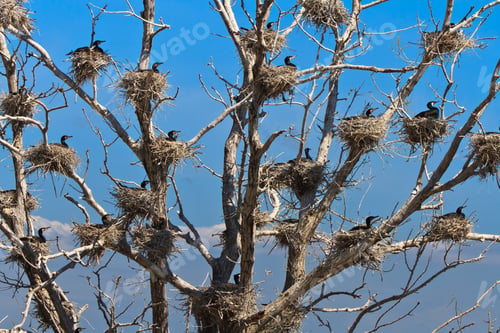Preview: cormorant nests in a tree