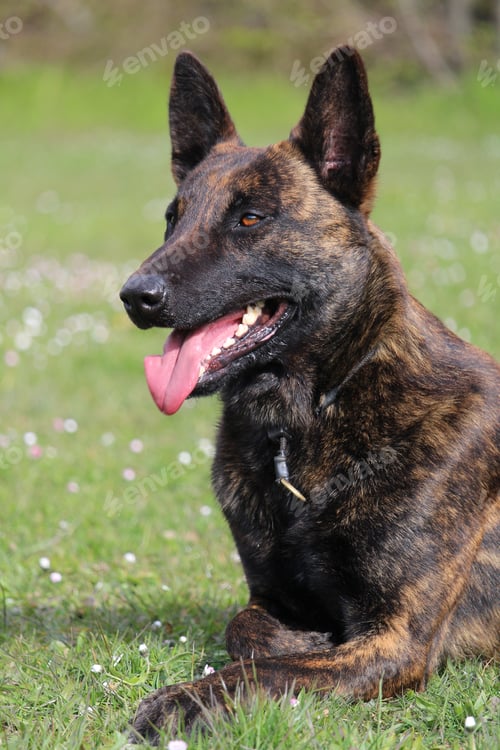 Preview: Selective focus shot of a dutch shepherd dog with tongue out in the park