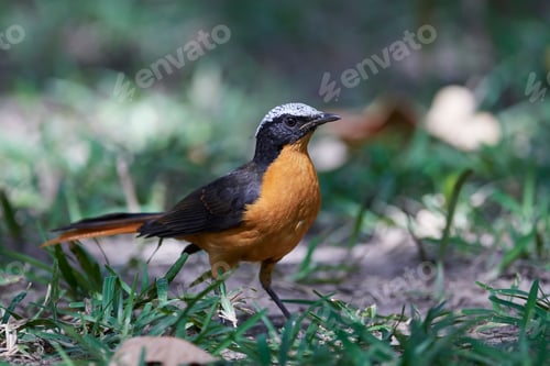 Preview: White-crowned robin-chat (Cossypha albicapilla)