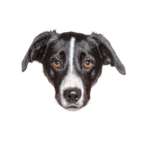 Preview: Adorable black and white dog looking inquisitively on white background