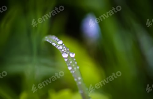 Preview: Closeup of green grass with water drops. Morning dew on summer field.