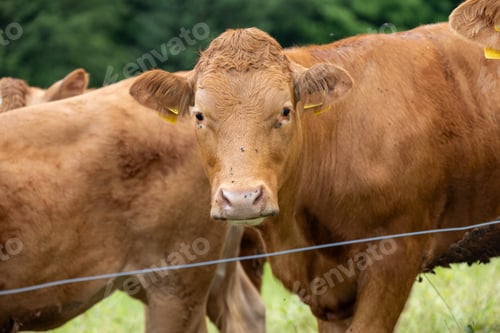 Preview: Closeup of a brown cow grazing in a field