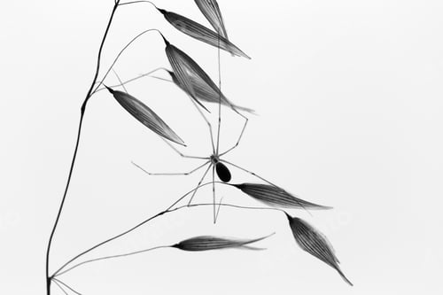Preview: Spider on thin twig of plant