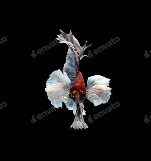 Preview: Colourful Betta fish,Siamese fighting fish in movement isolated on black background