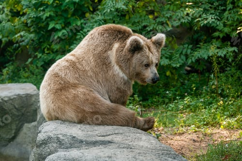 Preview: A bear on the shore of a lake