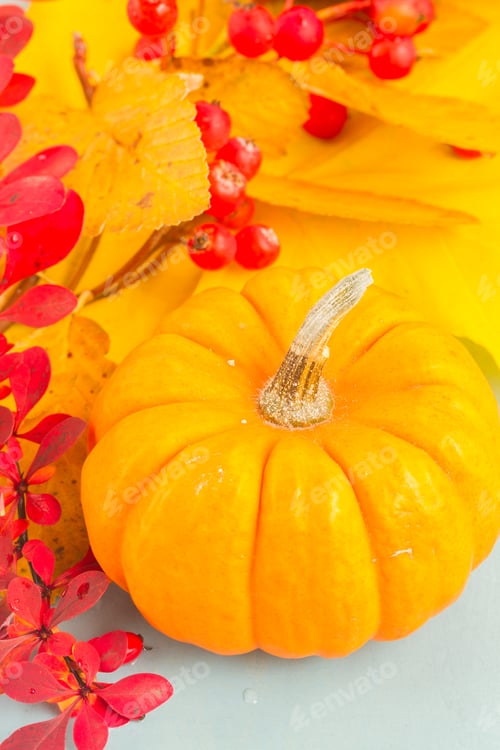 Preview: pumpkins on blue table