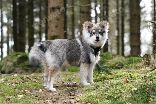 Preview: Portrait of a young puppy finnish lapphund dog in the forest
