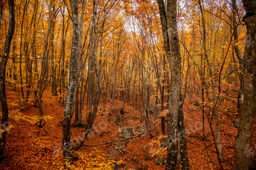 Preview: autumn yellow trees in the forest in raine