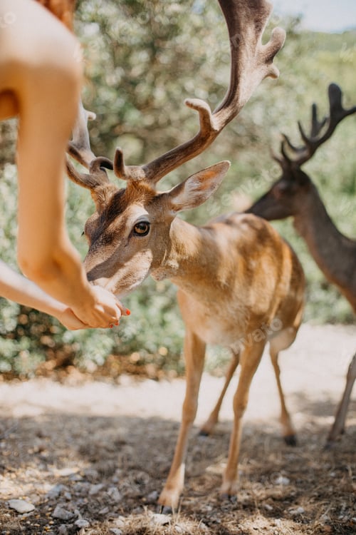 Preview: Feeding deers in Greece
