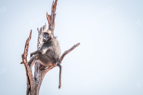 Preview: Baboon sitting in a dead tree.