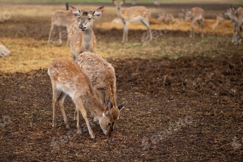 Preview: Wildlife. deer