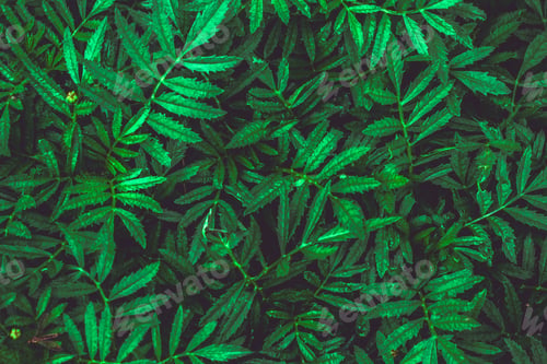 Preview: green leaves dark background,natural green leaves texture for a background